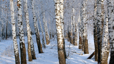 Birch