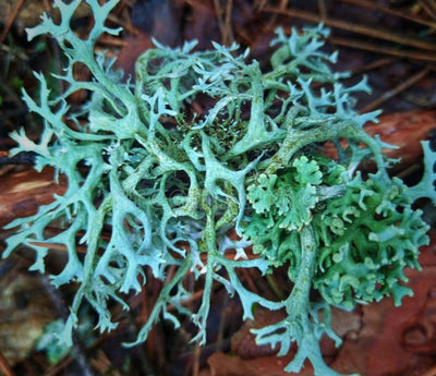 Oakmoss