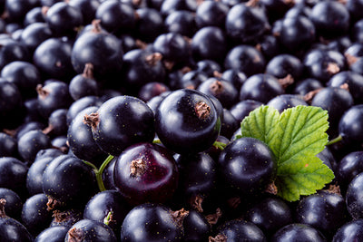 Blackcurrant 