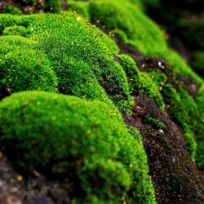 Moss